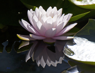 Water Lily 0613